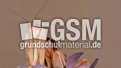 Orchideenmantis (15).jpg